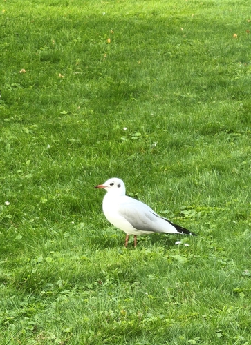 Black-headed Gull