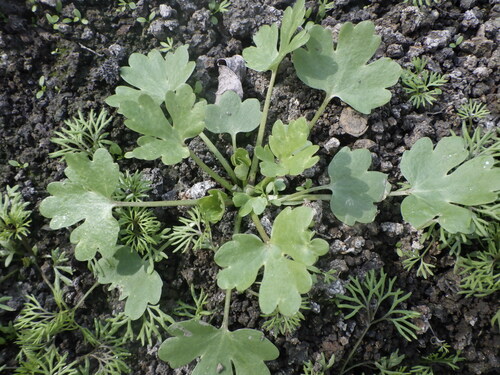 cursed crowfoot
