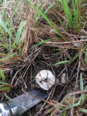 Lycoperdon nigrescens