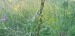 Ischnura elegans