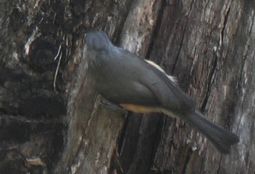 Tufted Titmouse
