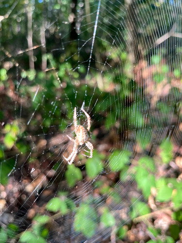 Cross Orbweaver