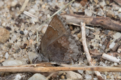 Callophrys polios