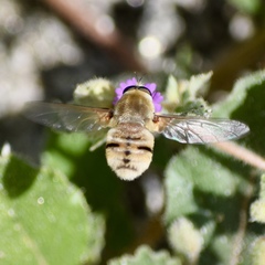 Heterostylum robustum