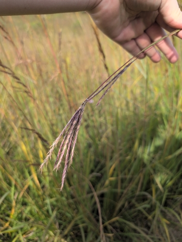 big bluestem