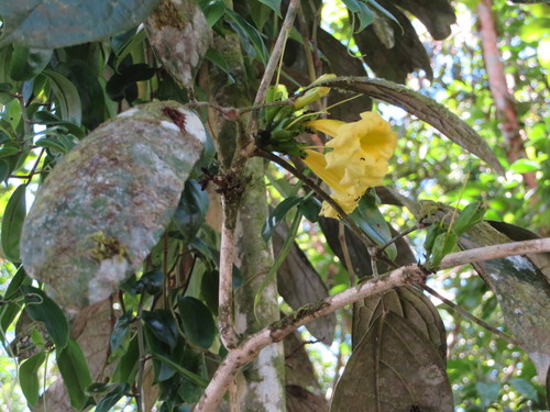 Adenocalymma cladotrichum (Adenocalymma cladotrichum)