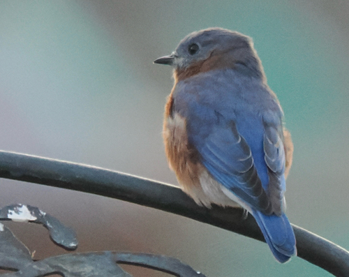 Eastern Bluebird