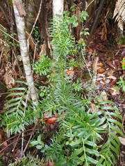 Podocarpus nubigenus
