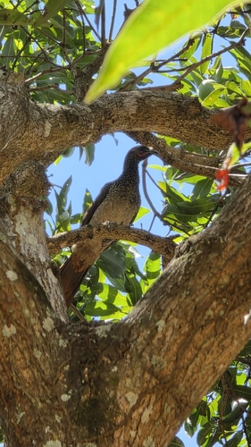 East Brazilian Chachalaca