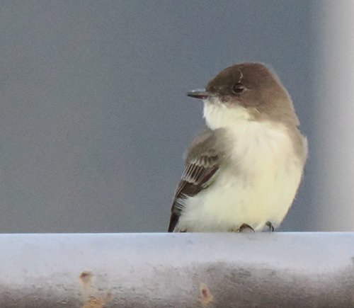 Eastern Phoebe