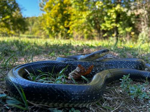 Aesculapian Snake