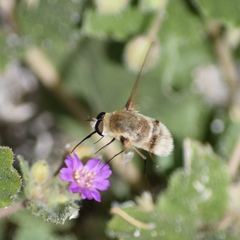 Heterostylum robustum