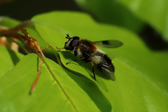 Leucozona lucorum
