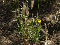 Helianthus cusickii