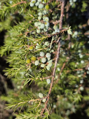 common juniper