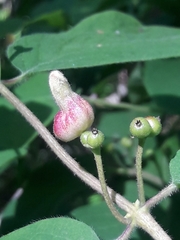 Contarinia lonicerearum