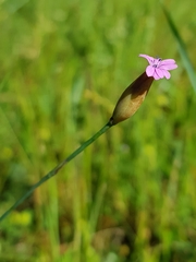 Petrorhagia prolifera
