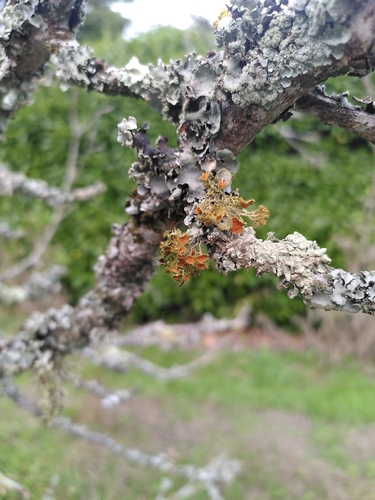Golden-eye Lichen