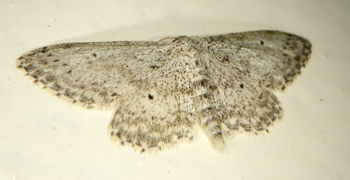 Idaea seriata