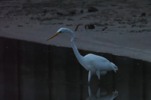 Great Egret