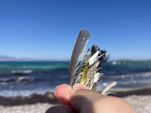 Plume de Fauvette grisette