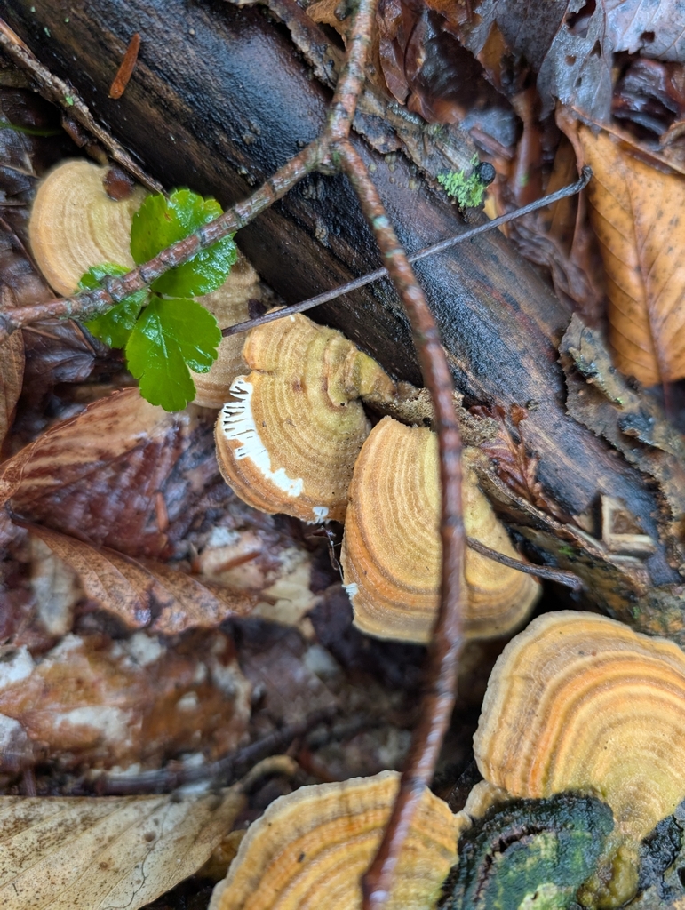 Gilled Polypore · September 2026 · photo: Photo: no rights reserved · iNaturalist