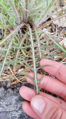 Agoseris grandiflora