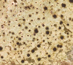 Lecanora oreinoides