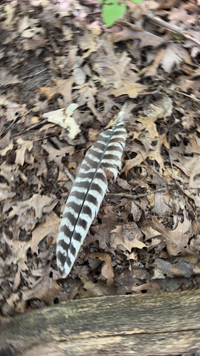 Wild Turkey