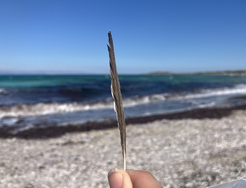 Plume de Alouette calandrelle