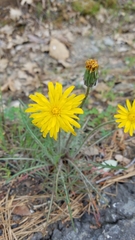 Agoseris grandiflora