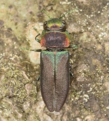 Anthaxia viridifrons