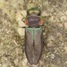 Anthaxia viridifrons - Photo (c) skitterbug,  זכויות יוצרים חלקיות (CC BY), הועלה על ידי skitterbug