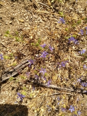 Eriastrum sapphirinum