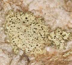 Lecanora oreinoides