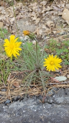 Agoseris grandiflora