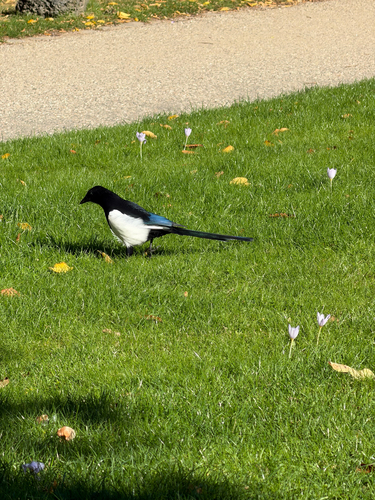 Eurasian Magpie