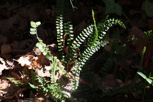 maidenhair spleenwort