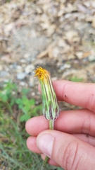 Agoseris grandiflora