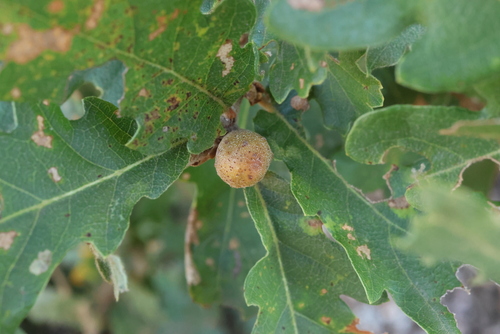dyer's gall