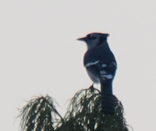 Blue Jay