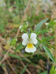 Viola arvensis
