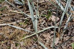 Leymus arenarius