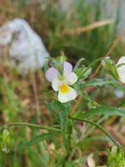 Viola arvensis