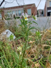 Viola arvensis
