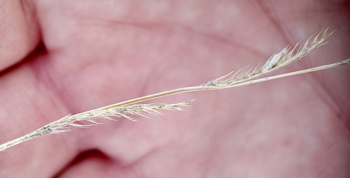 Eriochloa sericea observed 2026-09-27