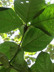 Cordia nodosa