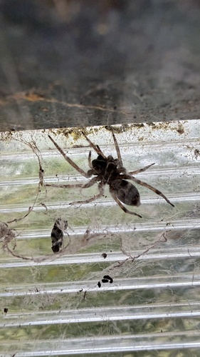 Grey House Spider