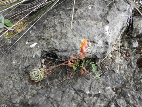 Image of Echeveria cuspidata by (c) Leticia Jiménez Hernández, some rights reserved (CC BY-SA)