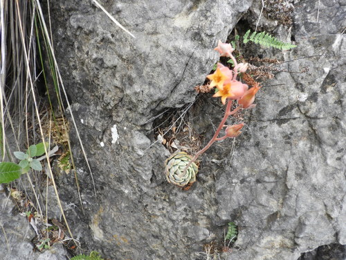 Image of Echeveria cuspidata by (c) Leticia Jiménez Hernández, some rights reserved (CC BY-SA)